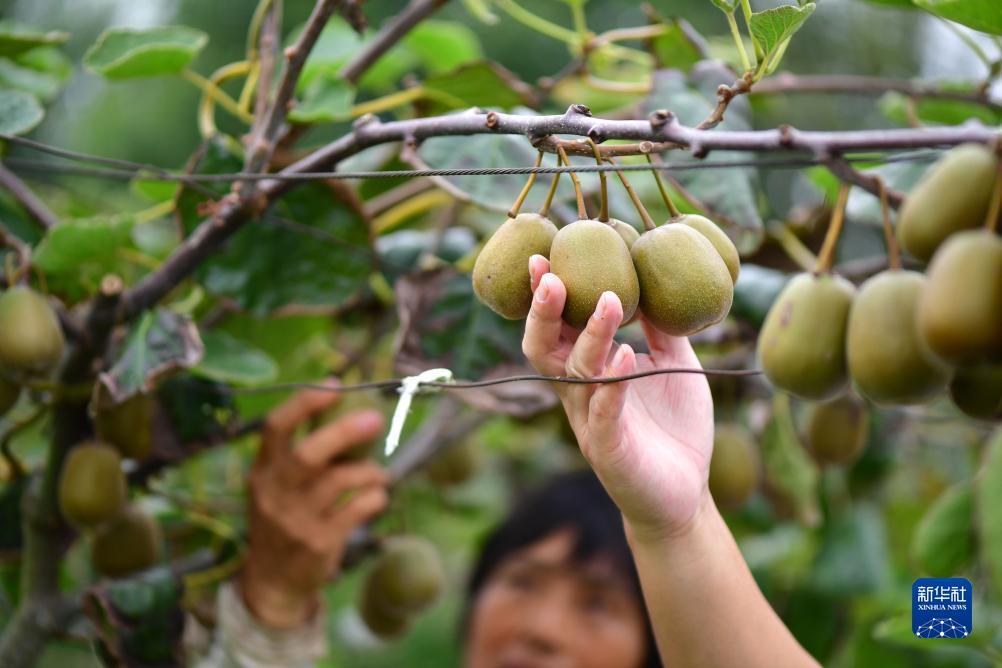 太阳神登录系统